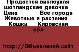 Продается вислоухая шотландская девочка › Цена ­ 8 500 - Все города Животные и растения » Кошки   . Кировская обл.